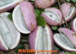 八月瓜咋吃