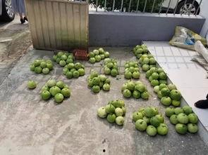 组团偷瓜吃