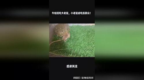 小耗子吃瓜视频,揭秘娱乐圈幕后风云