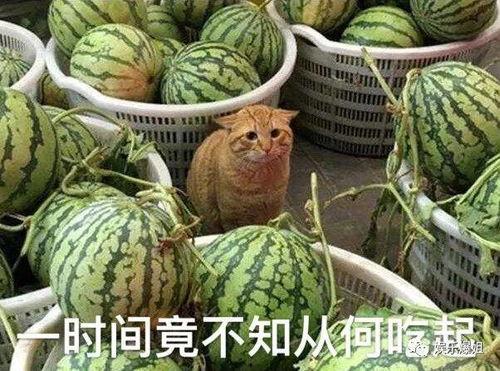 吃瓜网热心,吃瓜网带你领略明星幕后故事