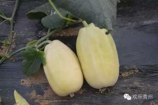 青州银瓜怎么吃,青州银瓜的多彩食法探索