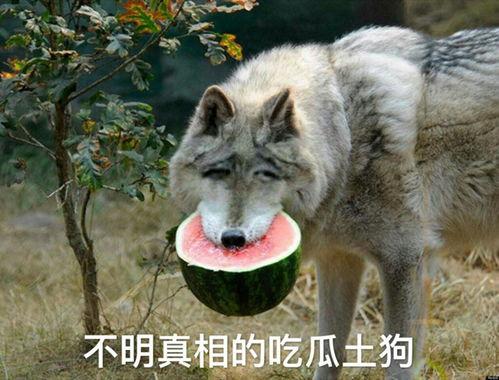 狼吃瓜,一场荒野生存的奇幻之旅